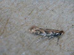 Phyllonorycter fragilella