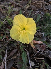 Oenothera triloba