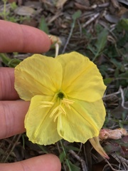 Oenothera triloba