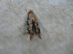 Phyllonorycter fragilella