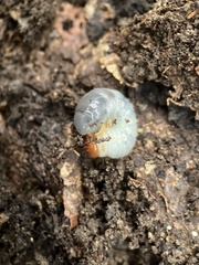 Dynastes tityus