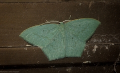 Maxates centrophylla