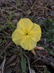 Oenothera triloba