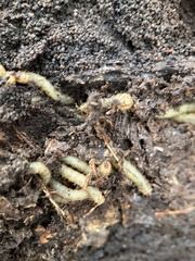 Scolecocampa liburna