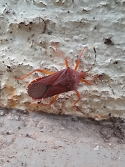 Anasa bellator
