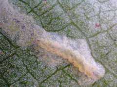 Marmara smilacisella