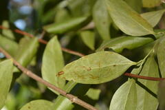 Marmara smilacisella