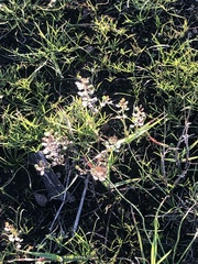 Lepidium nitidum