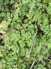 Chaerophyllum tainturieri
