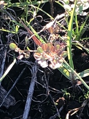 Lepidium nitidum