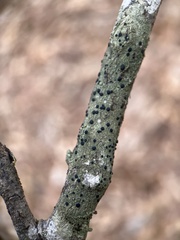 Bacidia schweinitzii