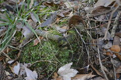Pallavicinia lyellii