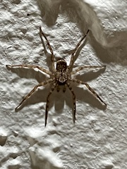 Selenops submaculosus