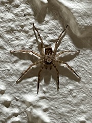 Selenops submaculosus