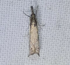 Raphiptera argillaceellus