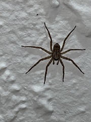 Selenops submaculosus