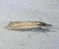 Raphiptera argillaceellus