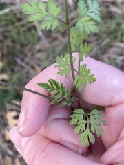 Chaerophyllum tainturieri