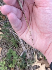 Chaerophyllum tainturieri