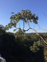 Cecropia pachystachya