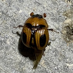 Bolbocerosoma confusum
