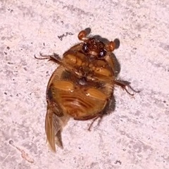 Bolbocerosoma confusum