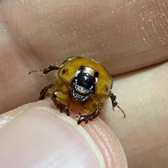 Bolbocerosoma confusum