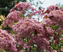 Danaus plexippus
