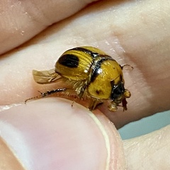 Bolbocerosoma confusum