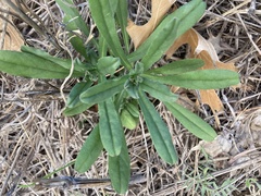 Buglossoides arvensis