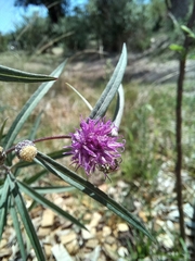 Lessingianthus rubricaulis
