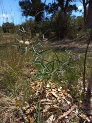 Lessingianthus rubricaulis