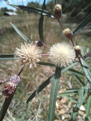 Lessingianthus rubricaulis