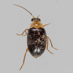 Sacodes pulchella