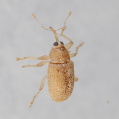 Lignyodes helvolus