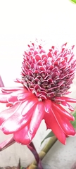 Etlingera elatior