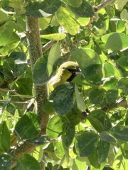 Icterus spurius