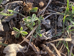 Lupinus texensis