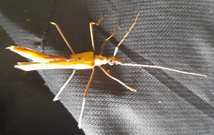 Proholopterus annulicornis