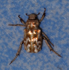 Hoplia
