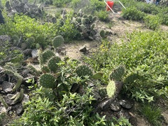 Opuntia × vaseyi
