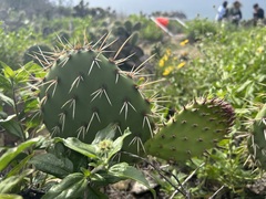 Opuntia × vaseyi