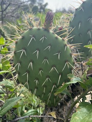 Opuntia × vaseyi
