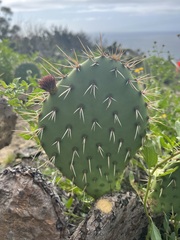 Opuntia × vaseyi