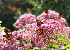 Danaus plexippus