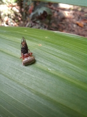 Arkys speechleyi
