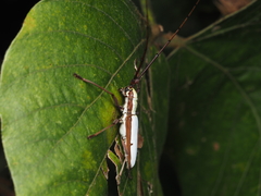 Olenecamptus cretaceus