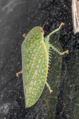 Rugosana