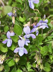 Viola labradorica