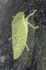 Rugosana